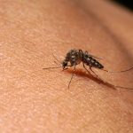 Imagen de un mosquito.