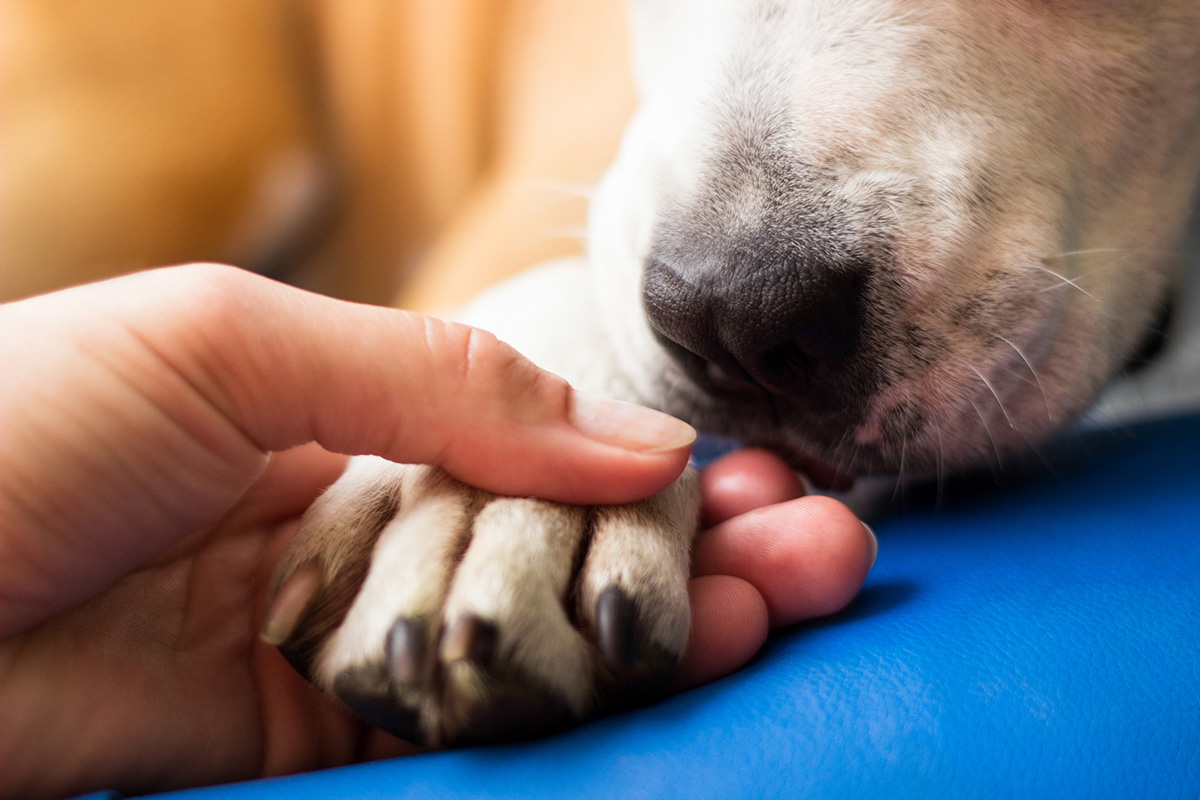 Una mano estrechando la pata de un perro